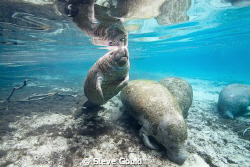 Placid manatees at Crystal River, Florida, taken with Can... by Steve Gould 